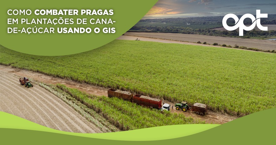 Como combater pragas em plantações de cana-de-açúcar usando o GIS